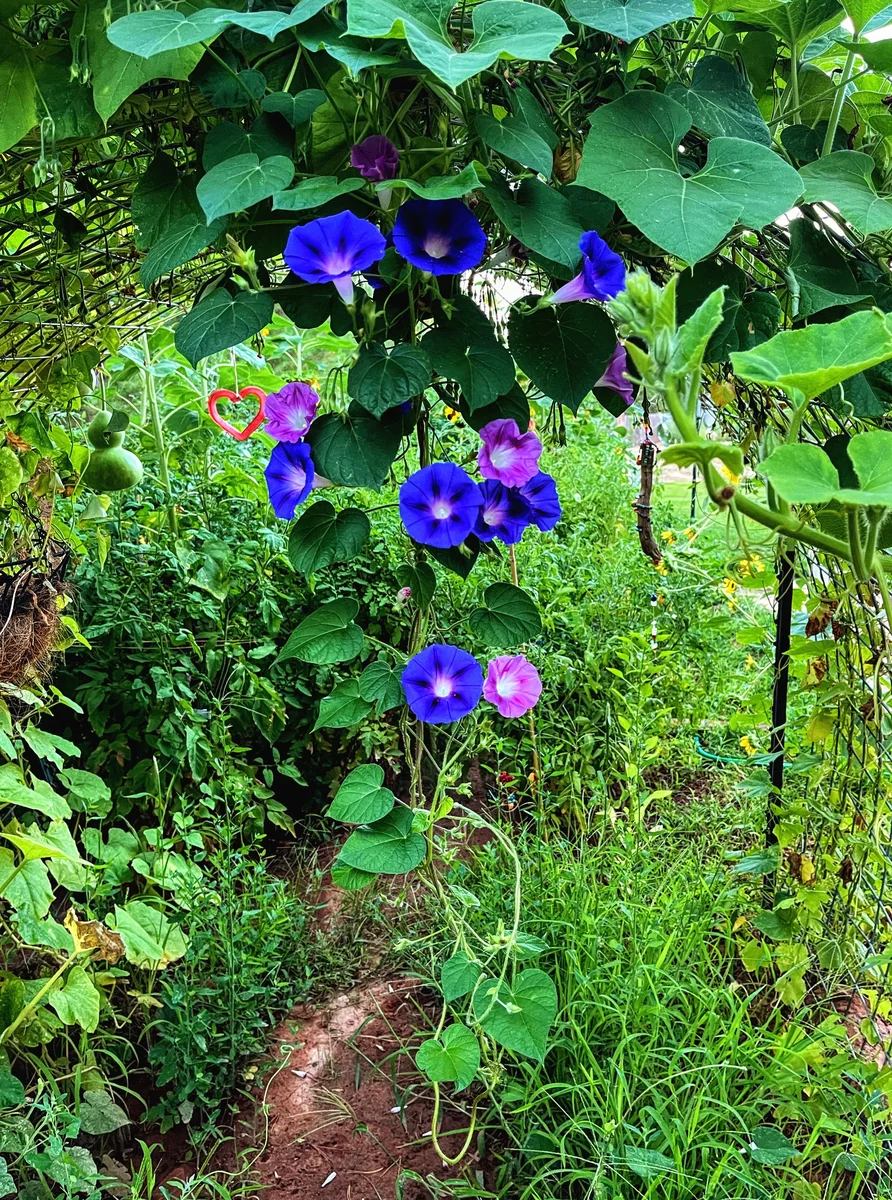 Our 2024 Arch — the Morning Glories Found a Perfect Place to Hang